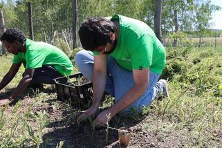Zelená energie se vrací do lomu ČSA. Vědci zde pěstují obří trávu, která čistí půdu